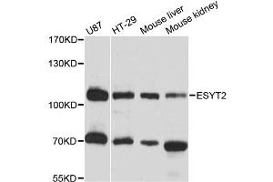 Western blot analysis of extracts of various cell lines, using ESYT2 antibody (ABIN6293823) at 1:3000 dilution. (FAM62B anticorps)