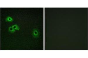 Immunofluorescence analysis of HepG2 cells, using Calmodulin (Phospho-Thr79+Ser81) Antibody. (Calmodulin 1 anticorps  (pThr79))