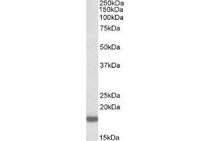 ABIN2564578 (0. (Pleiotrophin anticorps  (Internal Region))