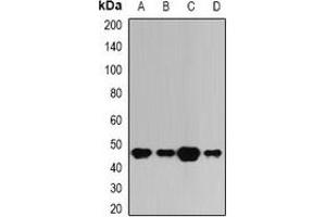 Western blot analysis of BAAT expression in A549 (A), HepG2 (B), mouse liver (C), rat liver (D) whole cell lysates. (BAAT anticorps)