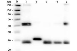 Western Blot of Anti-Rat IgG (H&L) (RABBIT) Antibody (Min X Human Serum Proteins) . (Lapin anti-Rat IgG (Heavy & Light Chain) Anticorps (HRP))