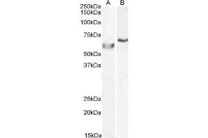 ABIN185143 (0. (POLL anticorps  (C-Term))