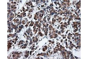 Image no. 4 for anti-Tubulin tyrosine Ligase-Like Family, Member 12 (TTLL12) antibody (ABIN1499035) (TTLL12 anticorps)