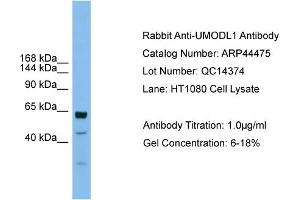 WB Suggested Anti-UMODL1  Antibody Titration: 0. (UMODL1 anticorps  (Middle Region))