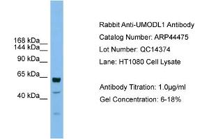 WB Suggested Anti-UMODL1  Antibody Titration: 0.