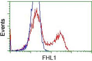 HEK293T cells transfected with either RC203478 overexpress plasmid (Red) or empty vector control plasmid (Blue) were immunostained by anti-FHL1 antibody (ABIN2453041), and then analyzed by flow cytometry. (FHL1 anticorps)