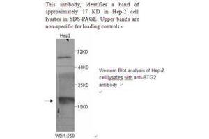 Image no. 1 for anti-BTG Family, Member 2 (BTG2) antibody (ABIN790848) (BTG2 anticorps)
