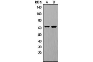 Western blot analysis of SHCA (pY349) expression in HeLa EGF-treated (A), HuvEc EGF-treated (B) whole cell lysates.