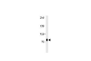 ZN Antibody (C-term) (ABIN388710 and ABIN2838809) western blot analysis in CEM cell line lysates (35 μg/lane). (ZNF219 anticorps  (C-Term))