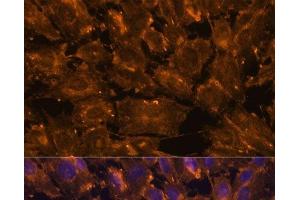 Immunofluorescence analysis of C6 cells using SCGB3A2 Polyclonal Antibody at dilution of 1:100.