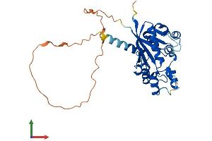 AlphaFold protein structure predicition of Mouse Recombinant Nmnat2 Protein, UniprotID Q8BNJ3