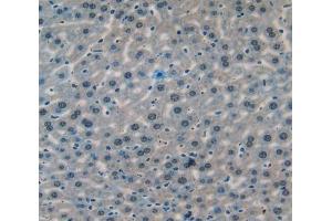 IHC-P analysis of liver tissue, with DAB staining. (CASP14 anticorps  (AA 17-248))