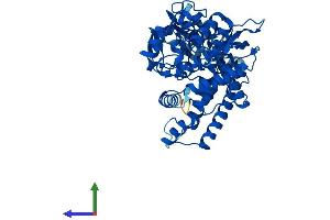AlphaFold protein structure predicition of Mouse Recombinant Cyp2j5 Protein, UniprotID O54749