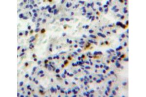 Used in DAB staining on fromalin fixed paraffin-embedded spleen tissue