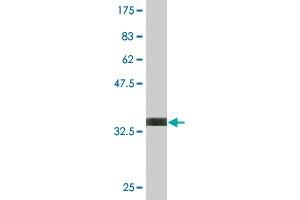 Western Blot detection against Immunogen (35.