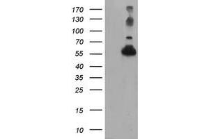 Western Blotting (WB) image for anti-Tubulin, alpha-Like 3 (TUBAL3) (AA 150-446) antibody (ABIN1490954) (TUBAL3 anticorps  (AA 150-446))