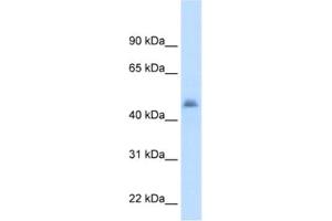 Western Blotting (WB) image for anti-Cytochrome P450, Family 3, Subfamily A, Polypeptide 7 (CYP3A7) antibody (ABIN2462477)