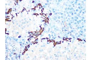 Immunohistochemistry of paraffin-embedded rat pancreas using GLP-1 Rabbit mAb (ABIN7267392) at dilution of 1:100 (40x lens). (Glucagon anticorps)