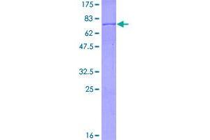 Image no. 1 for Branched Chain Keto Acid Dehydrogenase E1, alpha Polypeptide (BCKDHA) (AA 1-445) protein (GST tag) (ABIN1346525)