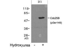 Western blot analysis of extracts from 3T3 cells untreated (lane 1) or treated with Hydroxyurea (lane 2) using Cdc25B (Phospho-Ser149). (CDC25B anticorps  (pSer149))
