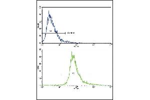 Flow cytometric analysis of CEM cells using BDNF Antibody (C-term)(bottom histogram) compared to a negative control cell (top histogram). (BDNF anticorps  (C-Term))