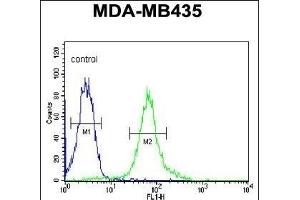 BACH2 Antibody (C-term) (ABIN654092 and ABIN2843978) flow cytometric analysis of MDA-M cells (right histogram) compared to a negative control cell (left histogram). (BACH2 anticorps  (C-Term))
