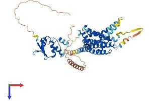 AlphaFold protein structure predicition of Human Recombinant KCNA1 Protein, UniprotID Q09470