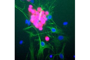Rat brain neural cultures stained with RBFOX3 / NEUN antibody (red), chicken polyclonal antibody to GFAP (green) and DNA (blue). (NeuN anticorps)