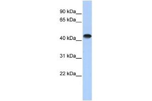 WB Suggested Anti-CKM Antibody Titration:  0. (CKM anticorps  (Middle Region))