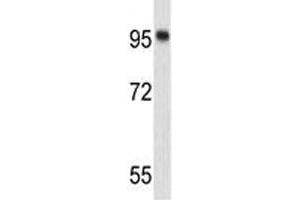 Western blot analysis of Nucleolin antibody and 293 lysate.