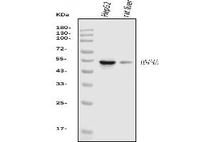 Western blot analysis of HNF-4-alpha using anti-HNF-4-alpha antibody (ABIN6719534).