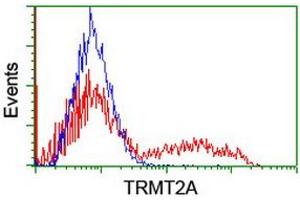 Image no. 2 for anti-tRNA Methyltransferase 2 Homolog A (TRMT2A) antibody (ABIN1501514) (TRMT2A anticorps)