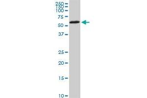 HDAC1 monoclonal antibody (M02), clone 3E1. (HDAC1 anticorps  (AA 1-482))