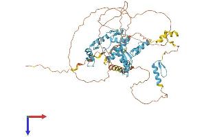 AlphaFold protein structure predicition of Human Recombinant ZNF8 Protein, UniprotID P17098