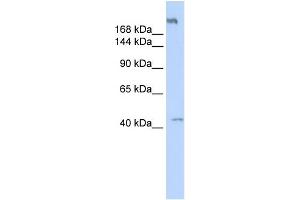 WB Suggested Anti-POLR3A Antibody Titration:  0. (POLR3A anticorps  (Middle Region))