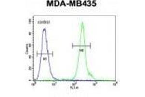 ZBBX Antibody (N-term) flow cytometric analysis of MDA-MB435 cells (right histogram) compared to a negative control cell (left histogram). (ZBBX anticorps  (N-Term))