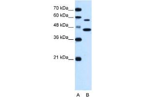 WB Suggested Anti-SLC39A5 Antibody Titration:  0. (SLC39A5 anticorps  (N-Term))