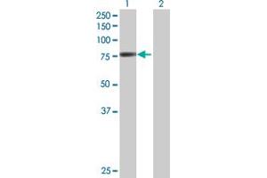 Western Blot analysis of POR expression in transfected 293T cell line by POR MaxPab polyclonal antibody.