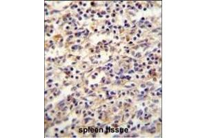 IGF2BP2 Antibody (C-term) (ABIN654086 and ABIN2843974) immunohistochemistry analysis in formalin fixed and paraffin embedded human spleen tissue followed by peroxidase conjugation of the secondary antibody and DAB staining. (IGF2BP2 anticorps  (C-Term))