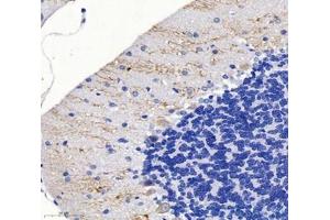 Immunohistochemistry analysis of paraffin-embedded mouse cerebellum using,SPTBN2 (ABIN7075698) at dilution of 1: 2000 (Spectrin, Beta, Non-erythrocytic 2 (SPTBN2) anticorps)