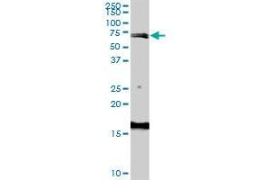ABP1 polyclonal antibody (A01), Lot # 06198 (060717JCS1). (DAO anticorps  (AA 501-599))