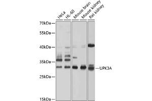 Western blot analysis of extracts of various cell lines, using UPK3A antibody (ABIN6128904, ABIN6149950, ABIN6149951 and ABIN6214142) at 1:1000 dilution. (Uroplakin 3A anticorps  (AA 19-207))