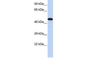 Western Blotting (WB) image for anti-A Kinase (PRKA) Anchor Protein 5 (AKAP5) antibody (ABIN2458236) (AKAP5 anticorps)