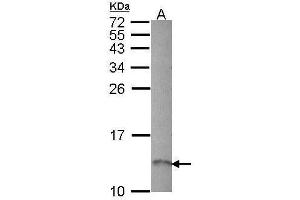 WB Image Sample (30 ug of whole cell lysate) A: Hep G2 , 12% SDS PAGE antibody diluted at 1:1000 (RAMP1 anticorps  (C-Term))