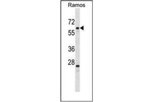 Western blot analysis of PLRG1 Antibody (N-term) in Ramos cell line lysates (35ug/lane). (PLRG1 anticorps  (N-Term))