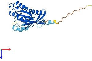 AlphaFold protein structure predicition of Mouse Recombinant Rab4a Protein, UniprotID P56371