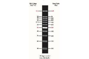 Agarose Gel Electrophoresis (AGE) image for ExcelBand™ 100 bp DNA Ladder (ABIN5662594)