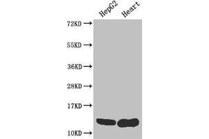 Western Blot Positive WB detected in: HepG2 whole cell lysate, Mouse heart tissue All lanes: WFDC2 antibody at 4 μg/mL Secondary Goat polyclonal to rabbit IgG at 1/50000 dilution Predicted band size: 13, 9, 12 kDa Observed band size: 13 kDa (WFDC2 anticorps  (AA 31-124))