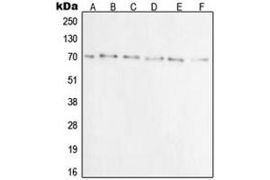 Western blot analysis of Ku70 expression in A549 (A), A431 (B), C32 (C), HeLa (D), Jurkat (E), COS7 (F) whole cell lysates.