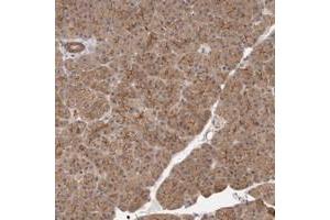 Immunohistochemical staining of human pancreas with MLLT4 polyclonal antibody  shows moderate cytoplasmic and strong luminal membranous positivity in exocrine cells at 1:200-1:500 dilution.